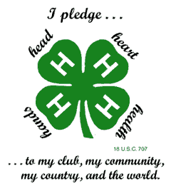 pledge clover